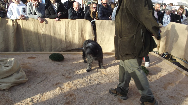 CHIEN A A RECHERCHE DE TRUFFES